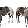 Spotted Gray Horses With Leather Saddle And Bridle Harness Details