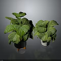 Green And White Striped Leaf Potted Plants In Black And White Pots With Orange Stand
