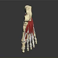 Detailed Foot Anatomical Model With Skeletal Structure And Muscle Tissue For Medical Education