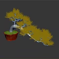 Bonsai Pine Tree With Green Needles In Red Pot On Gray Background