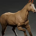 Brown Horse With White Face And Legs Standing On White Background
