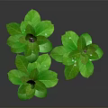 Two Green Plants With Lush Green Leaves Against Black Background 3d model