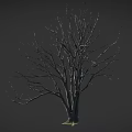 Leafless Arbor Tree With Thick Trunk And Spreading Branches On Gray Background