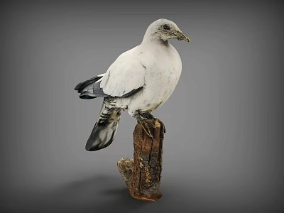 White Flying Animal Bird Perched on Wooden Stump with Natural Posture 3d model
