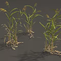 Grass Plants With Green Leaves And Yellow Spikes On Gray Background