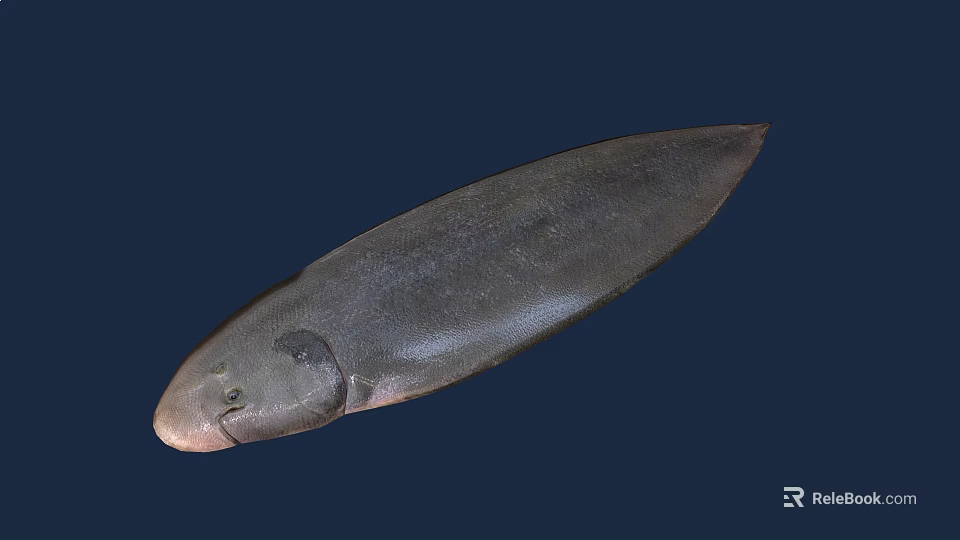 Grayish Black Flat Shaped Aquatic Animal Fish in Deep Blue Background 3d model 