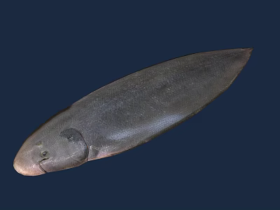 Grayish Black Flat Shaped Aquatic Animal Fish in Deep Blue Background 3d model