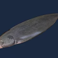 Grayish Black Flat Shaped Aquatic Animal Fish in Deep Blue Background