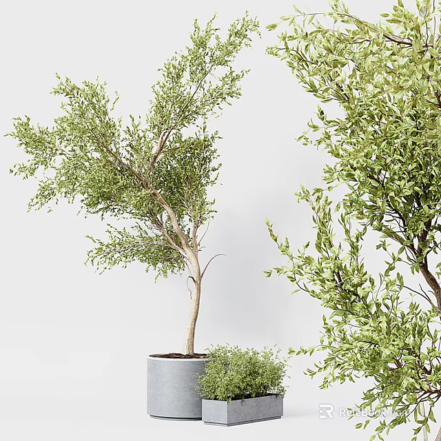 Bonsai Potted Plants With Green Leaves Various Sizes And Gray Pots 3d model 