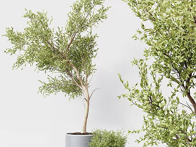 Bonsai Potted Plants With Green Leaves Various Sizes And Gray Pots 3d model