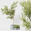 Bonsai Potted Plants With Green Leaves Various Sizes And Gray Pots