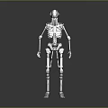 Detailed Robotic Skeleton Limbs With Mechanical Arms Legs Joints And Structures
