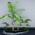 Banana Tree With Large Green Leaves And Small Plants For Indoor Decoration