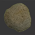 Pale Yellow Round Shaped Coral Polyps With Intricate Surface Patterns 3d model