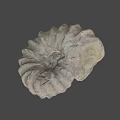 Detailed Ancient Ammonite Fossil With Spiral Shell Structure From Marine Habitat