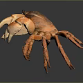Orange and brown crab with large claws standing on dark background with reflection 3d model