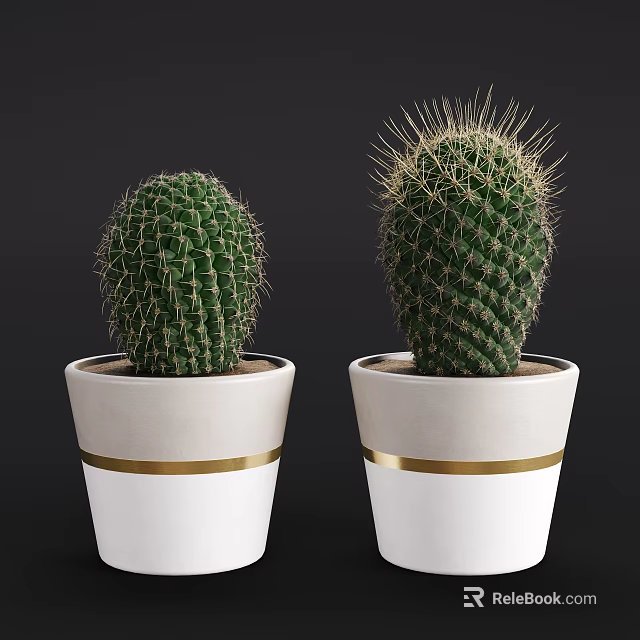 Decorative Cactus Bonsai Plants In White Pots With Gold Stripes 3d model 