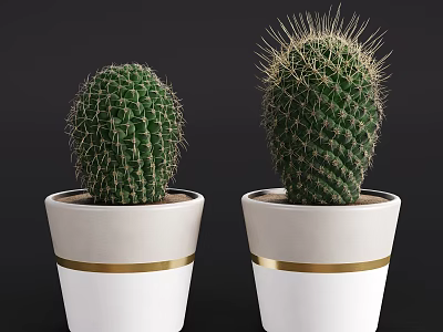 Decorative Cactus Bonsai Plants In White Pots With Gold Stripes 3d model