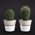 Decorative Cactus Bonsai Plants In White Pots With Gold Stripes