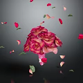 Pink and Red Roses Bouquet with Falling Petals and Green Leaves on Dark Background
