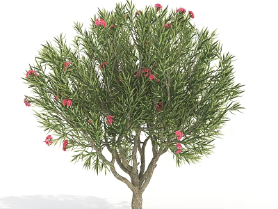 Lush Tree with Green Foliage and Pink Flowers in Natural Environment 3d model