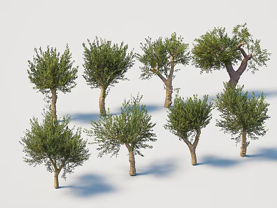 Multiple Olive Trees In Various Forms Featuring Green Foliage And Natural Trunks 3d model