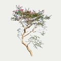 Graceful Arbor With Curved Trunk Green Leaves And Pink Flowers