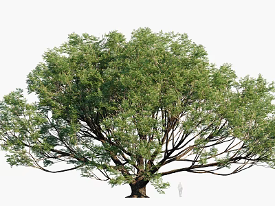 Large Arbor With Lush Green Leaves Thick Branches And Human Figure For Scale 3d model