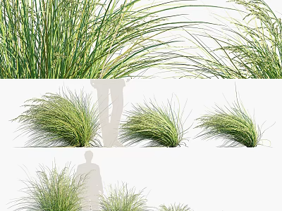Lush Ornamental Green Grasses With Slender Leaves For Garden Landscaping And Outdoor Decor 3d model