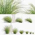 Lush Ornamental Green Grasses With Slender Leaves For Garden Landscaping And Outdoor Decor