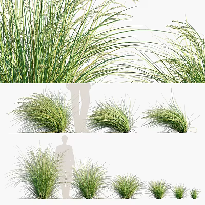 Lush Ornamental Green Grasses With Slender Leaves For Garden Landscaping And Outdoor Decor 3d model