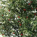 Two Healthy Arbor Trees With Lush Green Leaves And Red Fruits