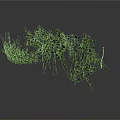 Green Vine Plant with Lush Green Leaves and Hanging Trailing Branches on White Background