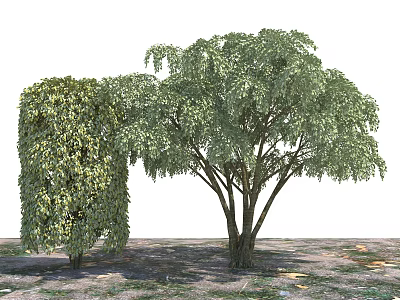 Lush Arbor Trees With Weeping Willow And Green Leaves On Grass Ground 3d model