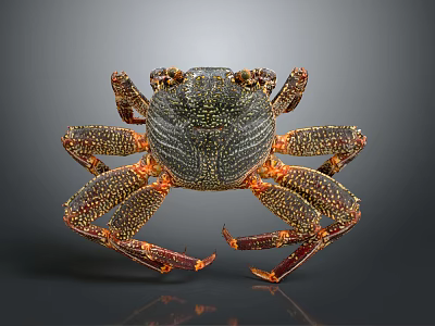 Aquatic Crab with Orange Spotted Shell and Long Textured Legs in Marine Environment 3d model