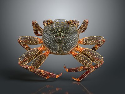 French Redstone Crab Sea Crab River Crab model