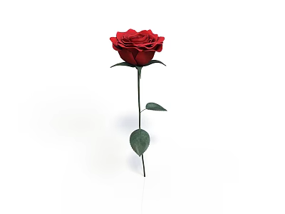 Red Rose Plant With Green Leaves And Long Stem On White Background 3d model
