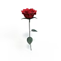 Red Rose Plant With Green Leaves And Long Stem On White Background