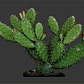 Green Prickly Pear Cactus Plant With Sharp Spines And Red Flowers In Pot