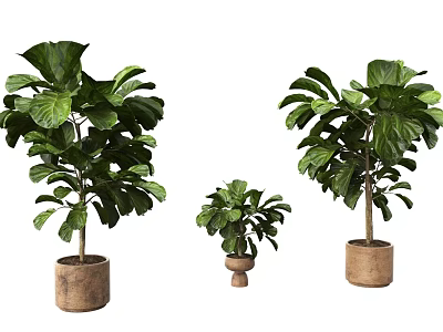 Three Different Sizes Potted Houseplants With Large Green Leaves In Terracotta Pots 3d model