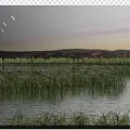 Natural Scenery With Water Area Lush Reeds Distant Trees And Flying Birds