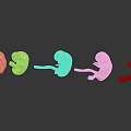 Human Fetal Development Stages Arranged in Sequential Growth on Reflective Surface 3d model