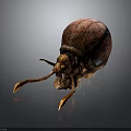A textured brown beetle with long antennae and shiny shell on dark background