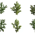 Various Decorative Green Bonsai Potted Plants with Different Shapes and Foliage