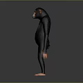 Anatomically Accurate Rendered 3D Model of Standing Chimpanzee on Gray Background