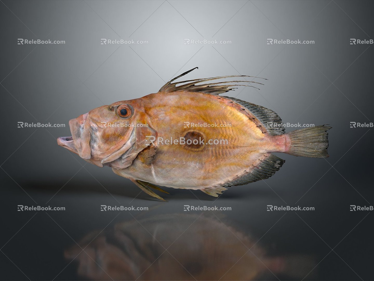 Catfish Carp Sturgeon Bass Freshwater Fish Various Carp Grass Carp Crucian Carp 3d model