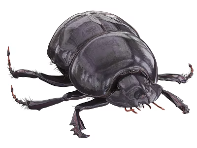 Black Reptile With Shiny Exoskeleton And Long Legs In Wildlife Setting 3d model