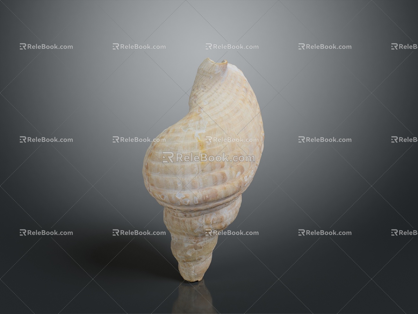 conch bone snail snail field snail shellfish marine animal fish freshwater fish marine fish animal 3d model