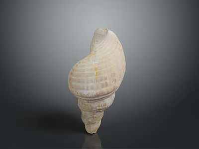 Aquatic Animal Natural Spiral Seashell With Detailed Texture On Gray Background 3d model