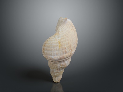 conch bone snail field snail shellfish marine animal fish freshwater fish marine fish animal 3d model